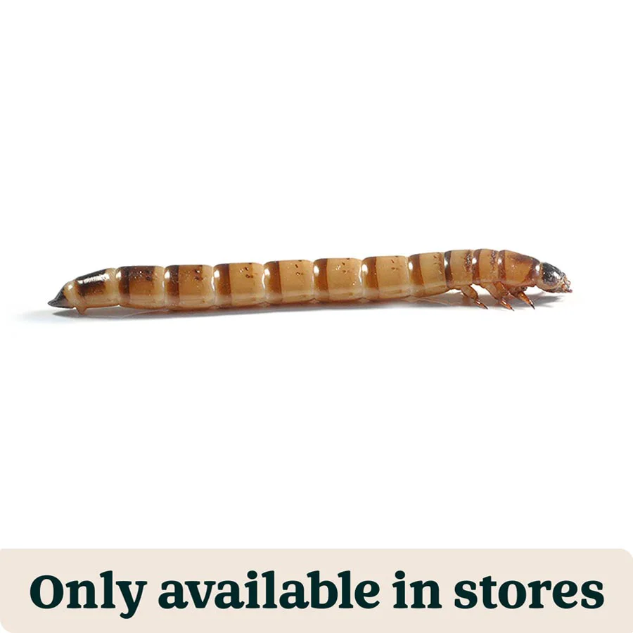Reliable Pets at Home Live Reptile Food Morioworms 40-50mm 40g User-Friendly