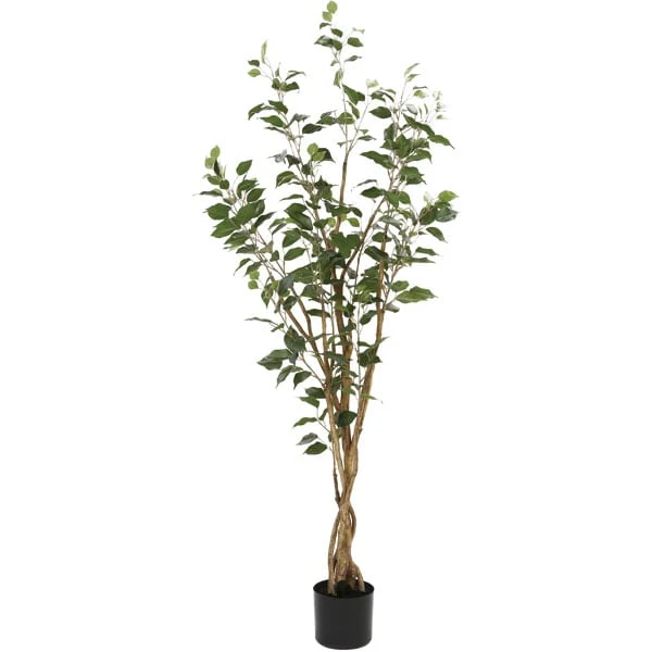 Genuine 150CM NEW FICUS WITH PLASTIC POT OS605 5 352 Functional