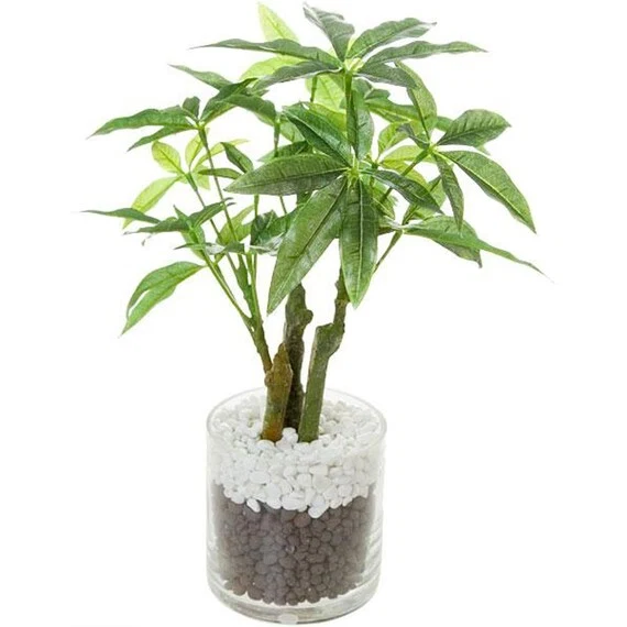 Effective 32CM PACHIRA GLASS POT 23X23X32 307-PU375 82NT Easy-to-Use