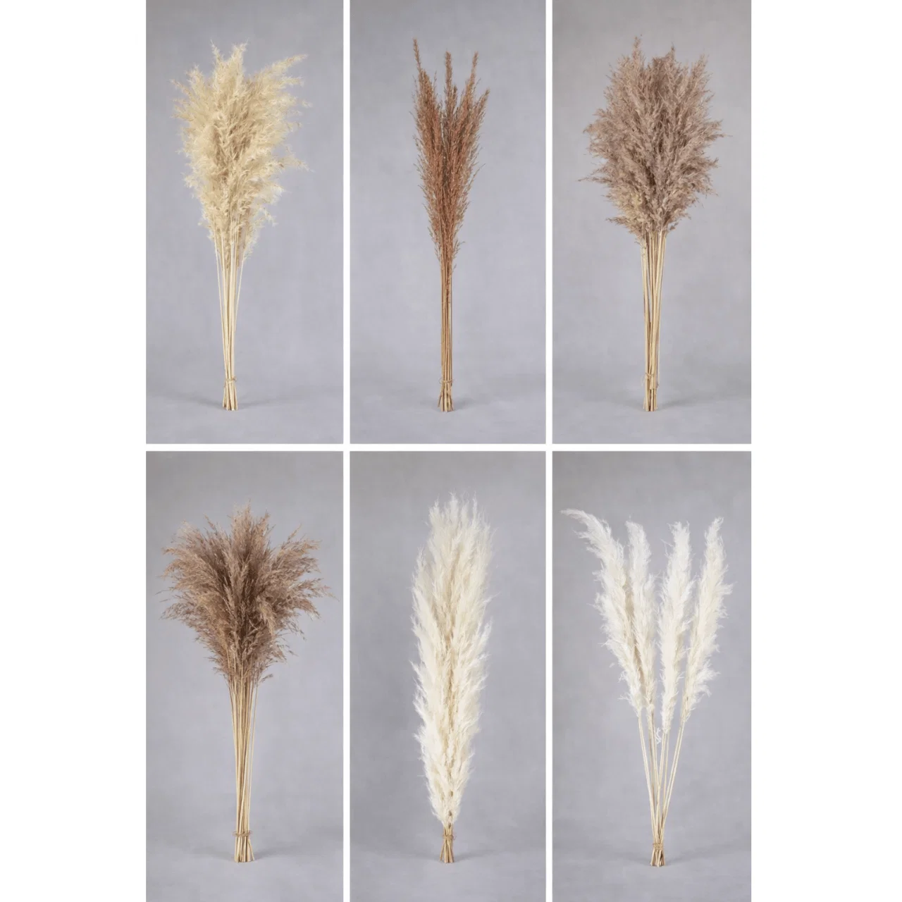 Proven Pampas Grass Bunch – Assorted Styles Genuine