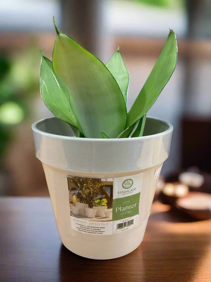 Premium AVERLITE PLANTER 6 quot BONE High-Quality