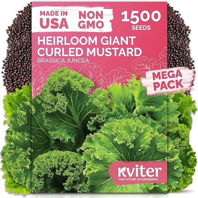 Refined KVITER 1500 Southern Giant Curly Mustard Seeds – Non GMO Heirloom Fast Growing Quality