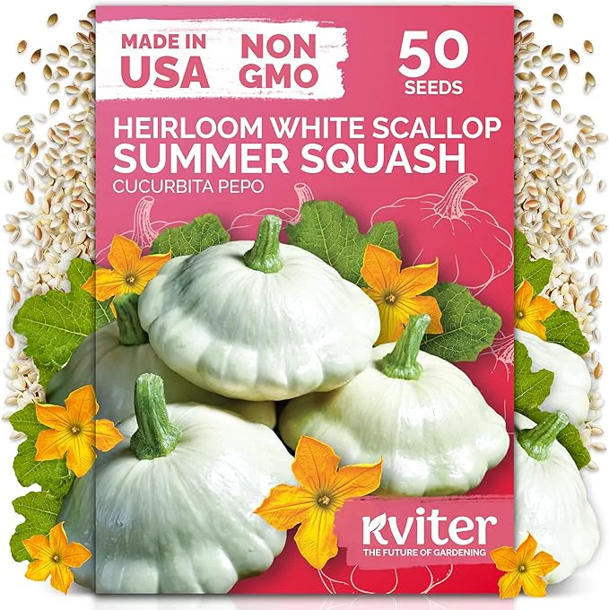 Original KVITER 50 White Patty Pan Squash Seeds – Scallops Bush Summer Squash Seed Traditional