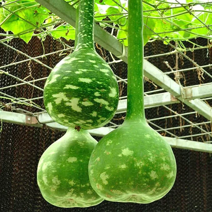 Next-Generation KVITER 10 Dipper Gourd Seeds – Long Handle Dipper Gourd Heirloom Seeds Non GMO Comfortable