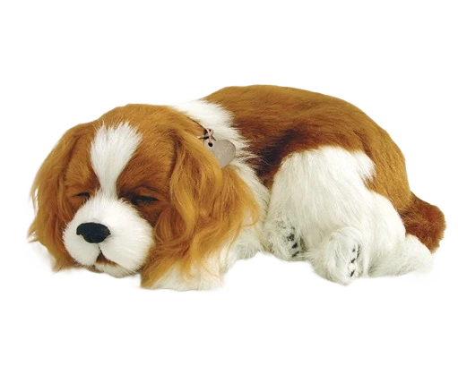 Smooth Petzzz Cavalier King Charles Pet Environmentally Friendly