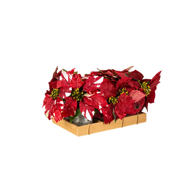 Official Evergreen Multi Red Poinsettia Set in Wooden Crate Fine Crafted