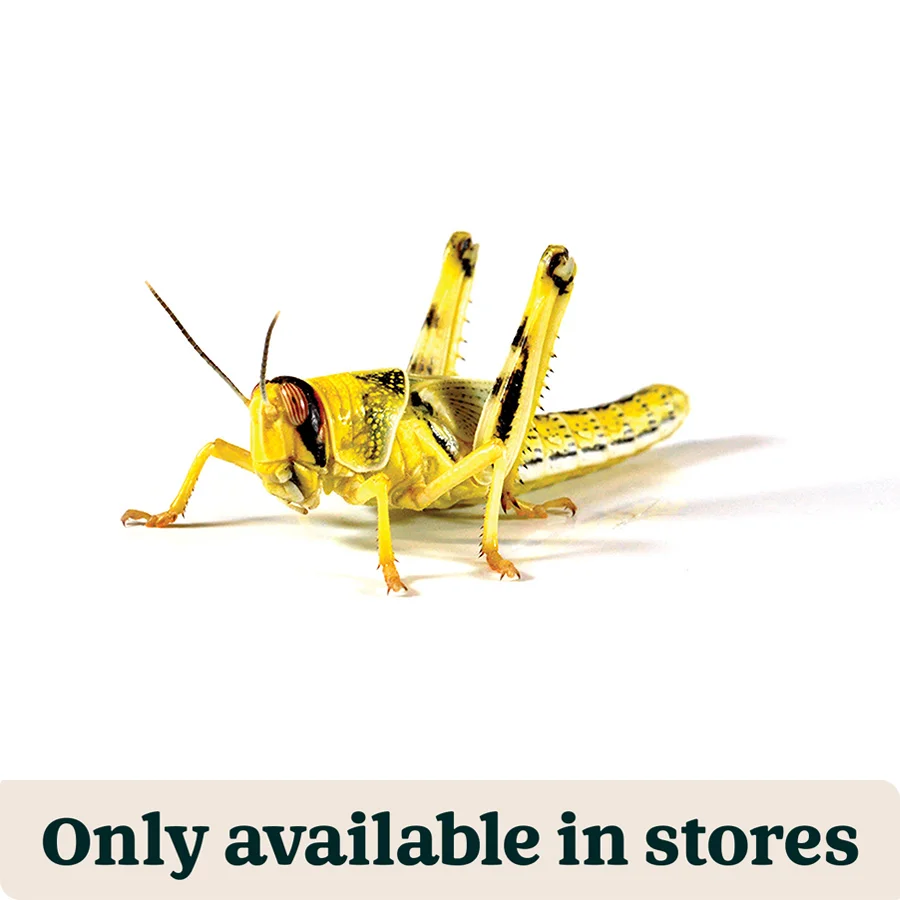 Organic Pets at Home Adult Reptile Food Locusts 50-60mm 54 Pack High-Grade