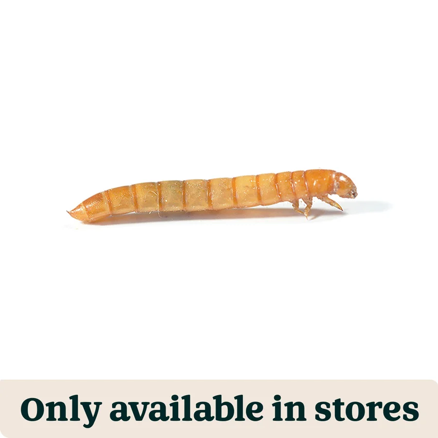 Smooth Pets at Home Live Reptile Mealworms Food 18-26mm 540g Fine