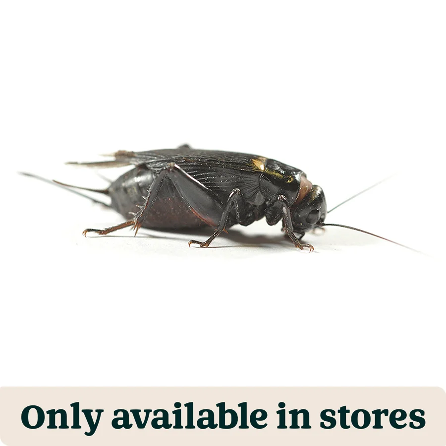 Advanced Pets at Home Live Reptile Food Black Crickets 2nd 6-8mm 200 Pack Convenient
