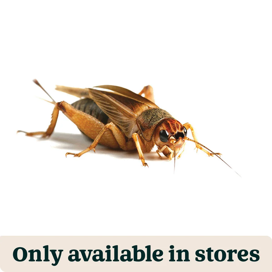 Pure Pets at Home Live Reptile Food Brown Crickets 4th 12-14mm 900 Pack Dependable