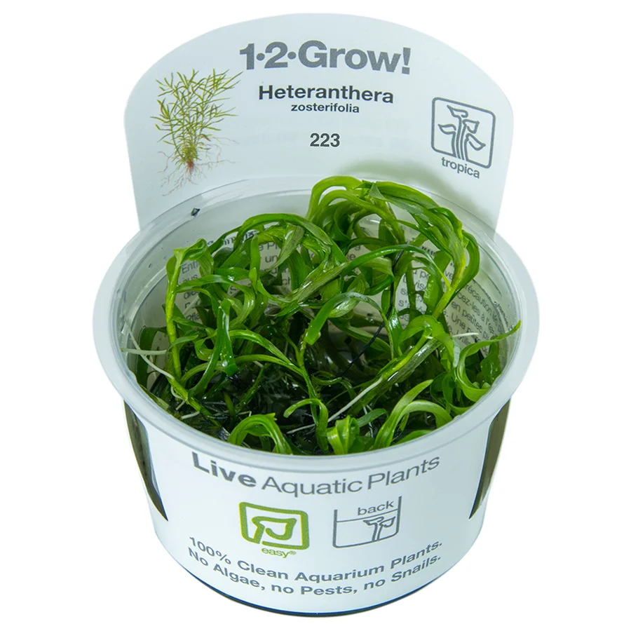 Elegant Tropica Heteranthera Zosterifolia Aquarium Plant Functional
