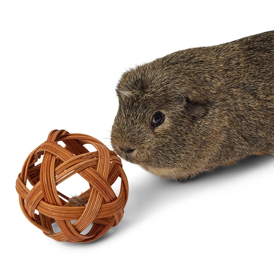 Trendy Pets at Home Small Animal Active Play Willow Ball Modern